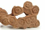 Flower-Like Sandstone Concretion - Pseudo Stromatolite #289477-1
